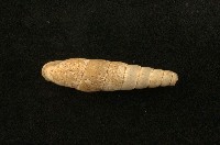 藏品(煙管蝸牛)的圖片